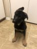 8 week old German Shepard puppy for sale akc and micro chipped, shots