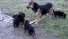 Free german shepherd puppies