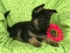 AKC Reg. German Shepherd Puppies Available for Sale