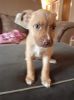 Sheppit (German shepherd\american Staffordshire terrier) puppies