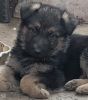 I want to sell urgent German Shepherd puppies