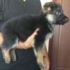 Gsd male puppy 48 days old double bone double coat