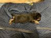 German Sheppard puppies for sale