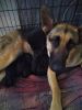 German Shepard puppies looking for forever home