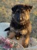 AKC Registered German Shepherd