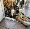 Adorable German Shepherd PUPPIES
