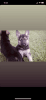 German Shepard Female Puppy