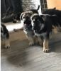 German Shepherd puppies ready for adoption