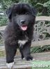 German Shepherd/Sebirian husky puppies for sale!