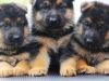 AKC Purebred German Shepherd puppies