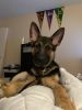 6 month German Shepard puppy
