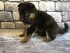 Adorable German Shepherd puppies available for sale