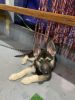 3 month old German shepherd for sale in queens ny
