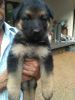 Original German Shepherd puppy in koothuparamba kannur