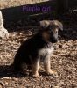 9 Week Old female German Shepherd Puppy!