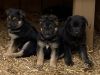 Great German Shepherd puppies. Mother and puppies are doing awesome. P