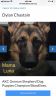 AKC German Shepherd Dog Puppies Champion Bloodlines, from Europe
