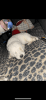 White puppy German Shepherd