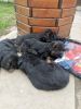 Germany Shepherd Puppies For Sale