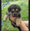 German Shepherd puppies ready for new home June 21st