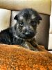High quality gsd puppies for sale
