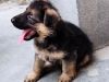 German Shepherd, puppies available, both male and female