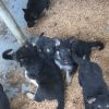 New litter! German Shepard puppies