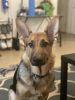 German Shepherd looking for new forever home!