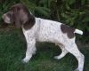 energetic German Shorthaired Pointer Puppies
