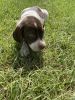 German Shorthaired Pointer Puppeis
