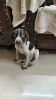 German shorthaired pointer dog for sale
