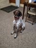 German Shorthaired Pointer Pup