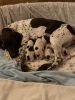German shorthair pointer- Ready to go to their forever home July 5th