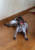 1.5 year old German Shorthaired pointer
