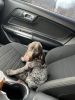 Beautiful German shorthaired pointer- Female