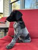 German shorthair puppies ready for new homes