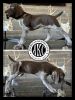 AKC GERMAN SHORTHAIR POINTERS FOR SALE