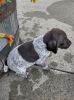 AKC German Shorthaired Puppy