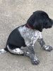 AKC Registered German Shorthaired Puppy