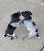 AKC Registered German Shorthaired Puppies