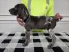German short-haired pointer puppies