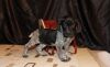 Amazing German Shorthaired Pointer puppies