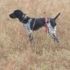 Beautiful Akc German Shorthaired Pointer
