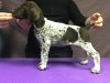 8 week female GSP available