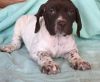 German Shorthaired Pointer puppies available for sale $400