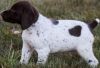German Shorthaired Pointer puppies available for sale