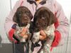 Awesome German Shorthaired Pointer puppies
