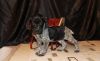Lovely AKC German Shorthaired Pointer puppies