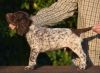 Full blooded German Shorthaired Pointer puppies