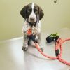 German Shorthaired Pointers /GSP PUPs AKC Reg.